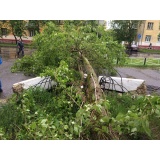 Поваленное дерево - 1.jpg